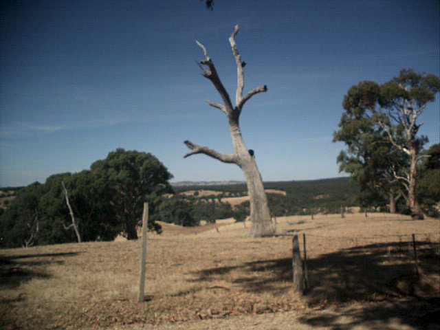 A dead tree with the Barossa Valley