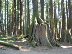 An unusual photo of a randy redwood getting its roots over....